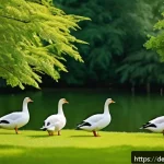 거위 사육 기초 - A serene garden scene featuring a group of five domestic geese roaming freely across a spacious 25 s...