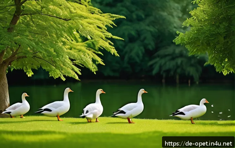 거위 사육 기초 - A serene garden scene featuring a group of five domestic geese roaming freely across a spacious 25 s...